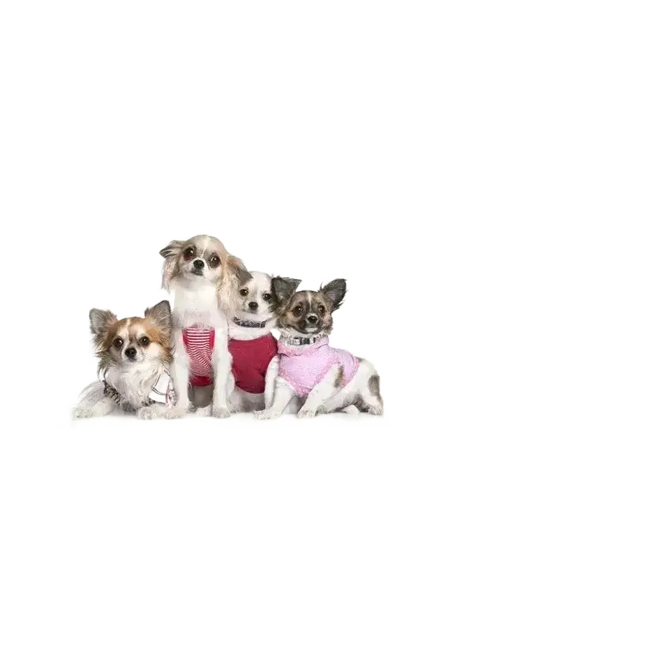 Didog Small Dog Harness And Leash Set Suede Leather Rhinestone.