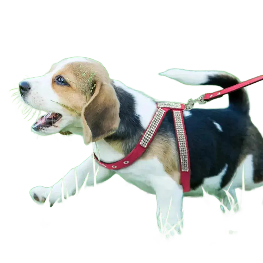 Didog Small Dog Harness And Leash Set Suede Leather Rhinestone.