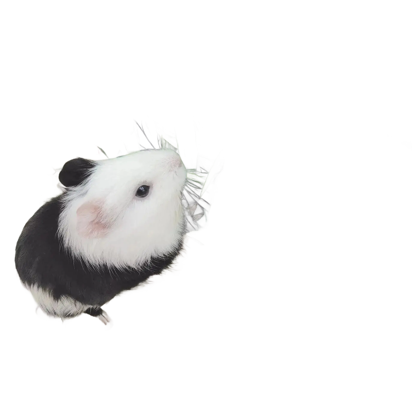 Guinea Pigs 2/3 Holes Hay Feeding Bags Strawberry Printed - petguardiansupplies petguardiansupplies Pet Supplies