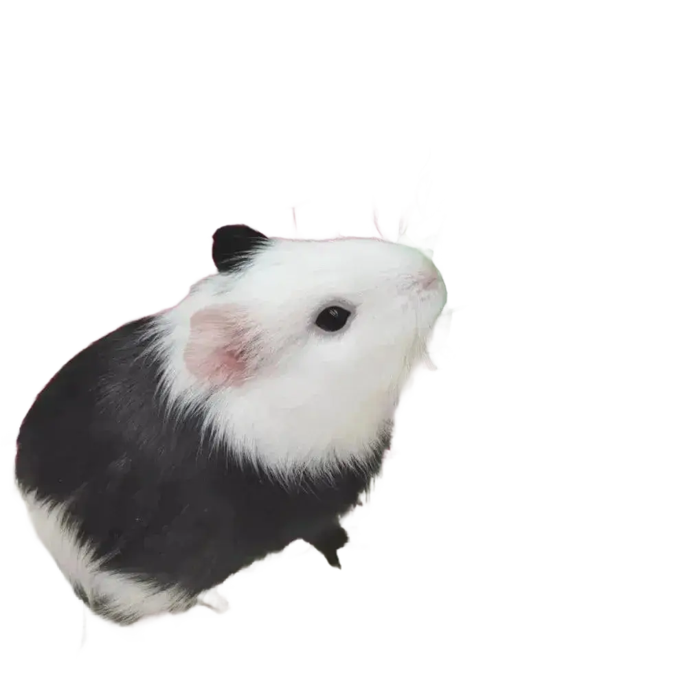 Hanging Feeding Bag Pet Hay Bag for Guinea Pigs Rabbit Feeder.