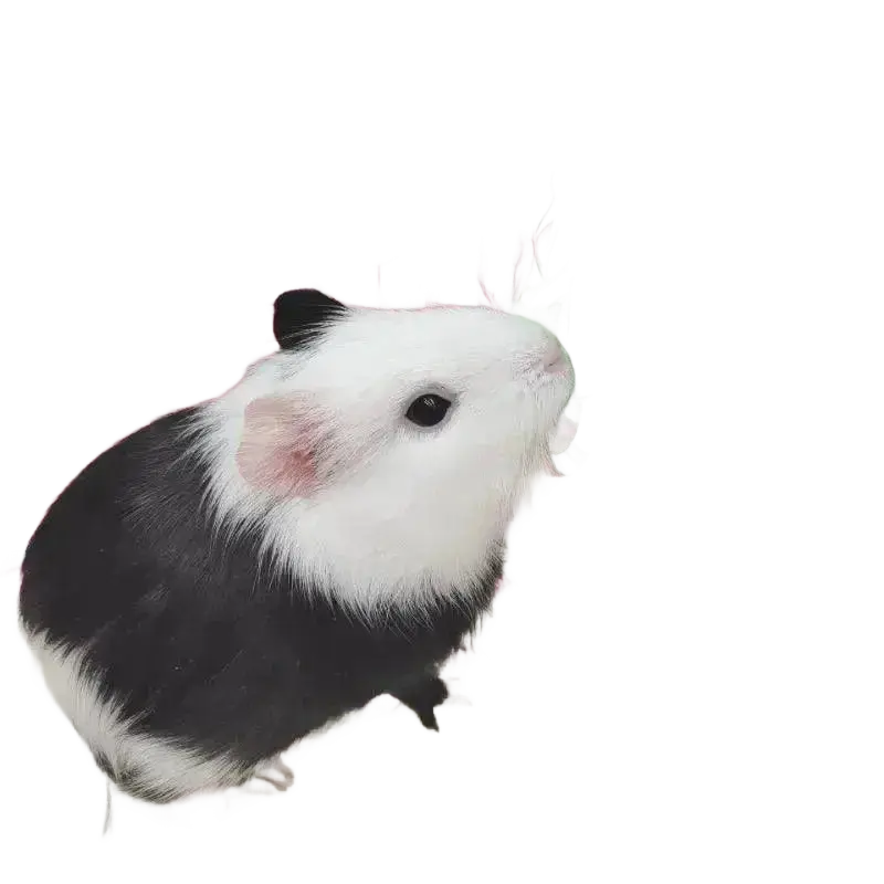 Hanging Feeding Bag Pet Hay Bag for Guinea Pigs Rabbit Feeder.