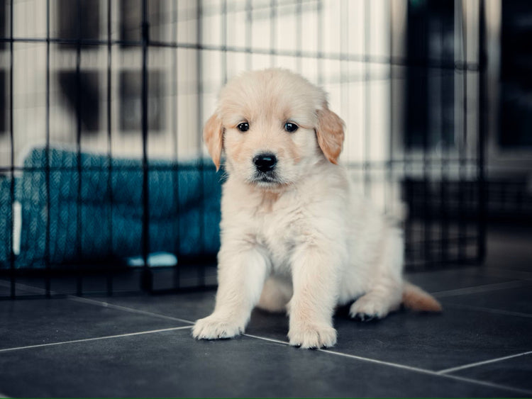 Puppy-Training - petguardiansupplies